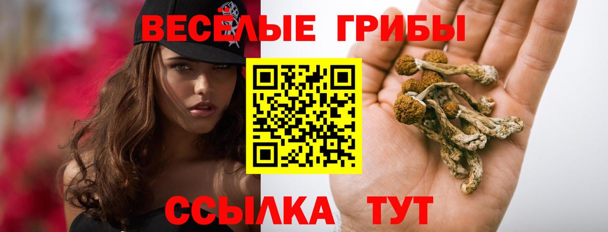 Галлюциногенные грибы Psilocybine cubensis  Вход с VPN  Избербаш  Галлюциногенные грибы мицелий 